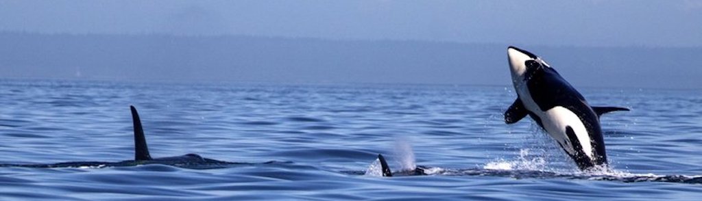 Orca Security Raises $6.5M; MSSP and MDR Partnerships Coming